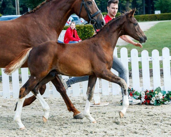 dressage horse Feingold (Westphalian, 2019, from For Gold OLD)