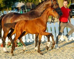 dressage horse Fasten Seatbelt (Westphalian, 2019, from Franklin)