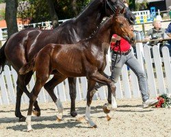 dressage horse Fargo (Westphalian, 2019, from Franziskus FRH)