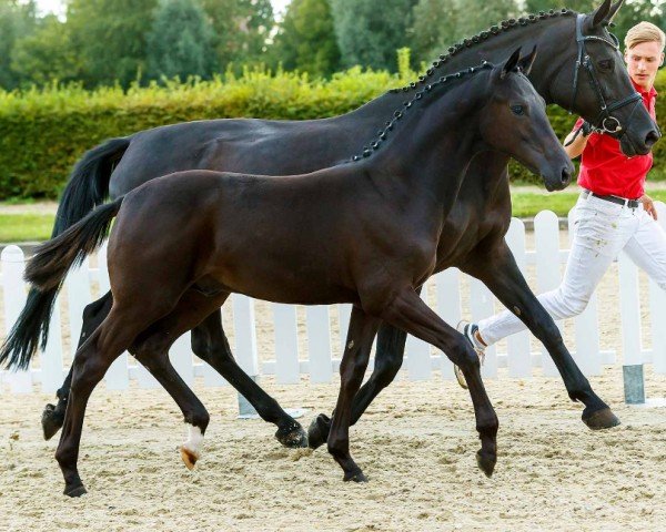 dressage horse Jewel's Time (Westphalian, 2019, from Just Wimphof)