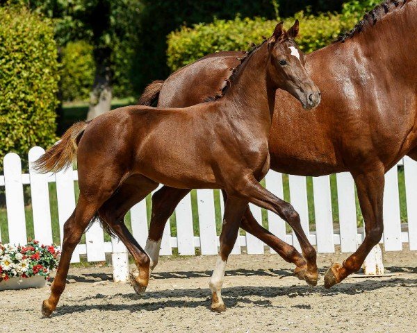 dressage horse Quanta Vita (Westphalian, 2019, from Quantensprung 3)