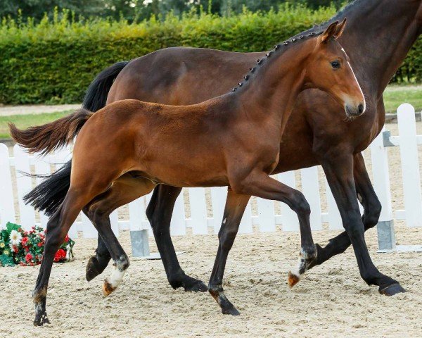 dressage horse Sir Richard (Westphalian, 2019, from Sir Heinrich OLD)