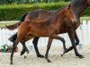 dressage horse Sir Richard (Westphalian, 2019, from Sir Heinrich OLD)