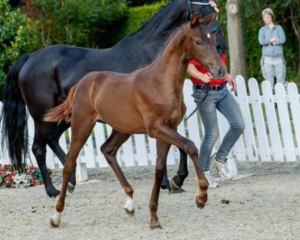 dressage horse Viva Forever (Westphalian, 2019, from Vitalis)