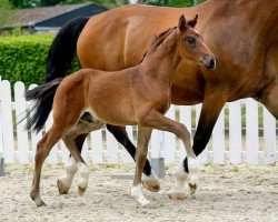 dressage horse Fantastic Franz (Westphalian, 2020, from Franziskus FRH)