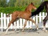 dressage horse Stradivari B (Westphalian, 2020, from Sir Heinrich OLD)