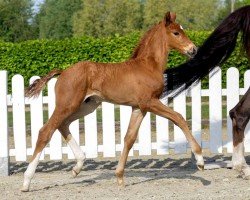 dressage horse Stradivari B (Westphalian, 2020, from Sir Heinrich OLD)