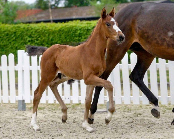 dressage horse Zadar (Westphalian, 2020, from Zoom)