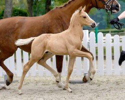 dressage horse Quite Special (Westphalian, 2020, from Qaside Md)