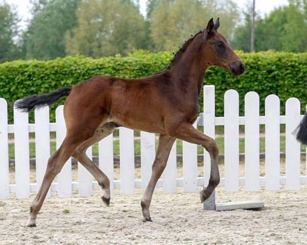 dressage horse First Lady (Westphalian, 2020, from Fürst Samarant)