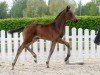 dressage horse First Lady (Westphalian, 2020, from Fürst Samarant)