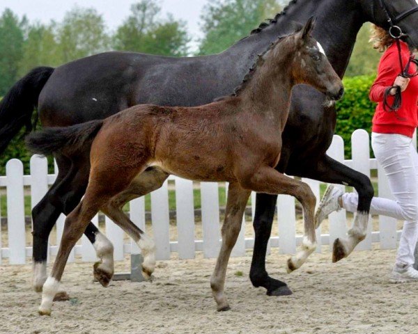 Dressurpferd Rudi-Royal (Westfale, 2020, von Rubin Royal OLD)