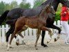 dressage horse Rudi-Royal (Westphalian, 2020, from Rubin Royal OLD)