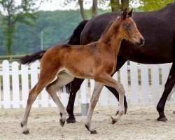 Dressurpferd For Dressage (Westfale, 2020, von Fonq)