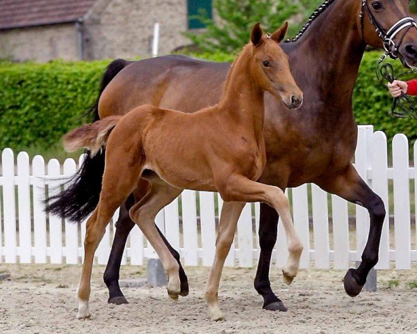 dressage horse Valena (Westphalian, 2020, from Vaderland OLD)