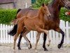 dressage horse Valena (Westphalian, 2020, from Vaderland OLD)