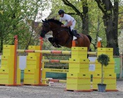 stallion Drops van Overis Z (Zangersheide riding horse, 2012, from Darco)