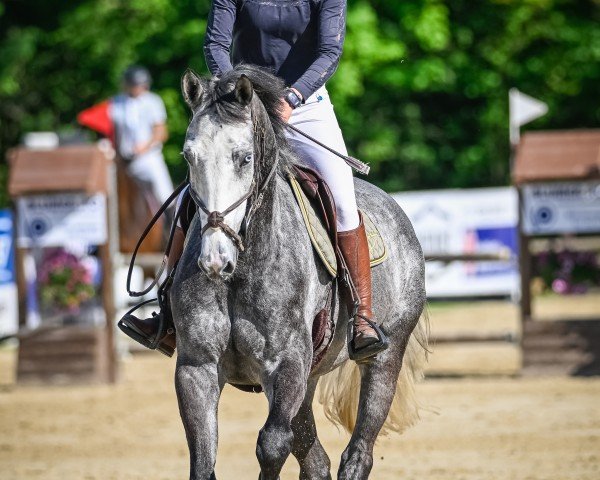 jumper Hickstead van de Beesthohe (Oldenburg, 2018, from Hickstead White)