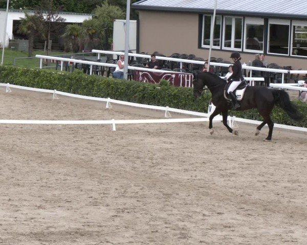 Reitturnier Bornheim-Widdig 2024