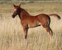 horse Dancing Destiny (Oldenburger Springpferd, 2022, from High Level 7)