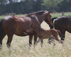 horse Dancing Daydream (Oldenburger Springpferd, 2022, from Uriko)