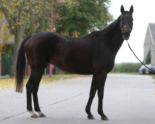 broodmare La Reine Noir xx (Thoroughbred, 2006, from Rainbow Quest xx)