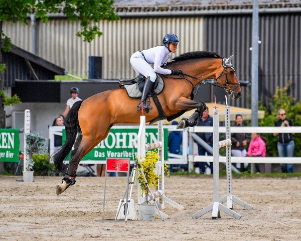 jumper Cees de Landetta Z (Zangersheide riding horse, 2014, from Canon)