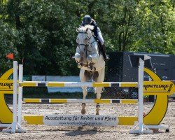 jumper Champ 236 (Mecklenburg, 2014, from Chap II)