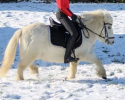 dressage horse Mäxle (unknown,  )