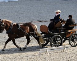 broodmare Juliett Rosalie (Black Forest Horse, 2018, from Roter Milan)