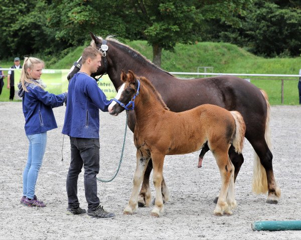 horse Rocky (Black Forest Horse, 2021, from Roter Milan)