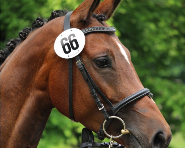 Zuchtstute Fanfare (Deutsches Reitpferd, 2016, von Osharin's Peron)