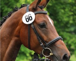 Springpferd Fanfare (Deutsches Reitpferd, 2016, von Osharin's Peron)