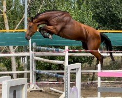 jumper Nazzaro van het Maartensland (Belgian Warmblood, 2013, from Diamant de Semilly)