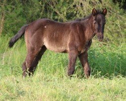 Pferd Peppy (Paint Horse, 2024)