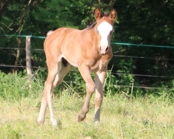 Fohlen Blacky (Paint Horse, 2024)