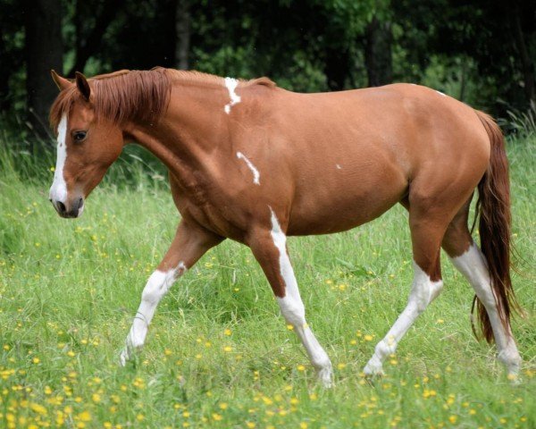 Pferd Lena (Paint Horse, 2021)