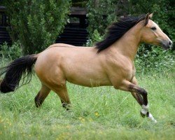 horse Rose (Quarter Horse, 2021)