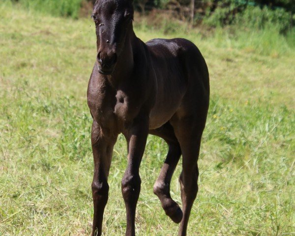 foal Deluxe (Quarter Horse, 2024)