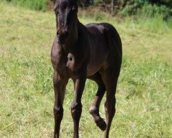 foal Deluxe (Quarter Horse, 2024)