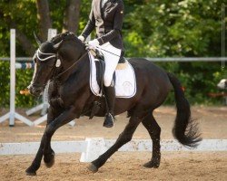 dressage horse Misko XVII - Rajko (Bosniak, 2014, from Ramiro)