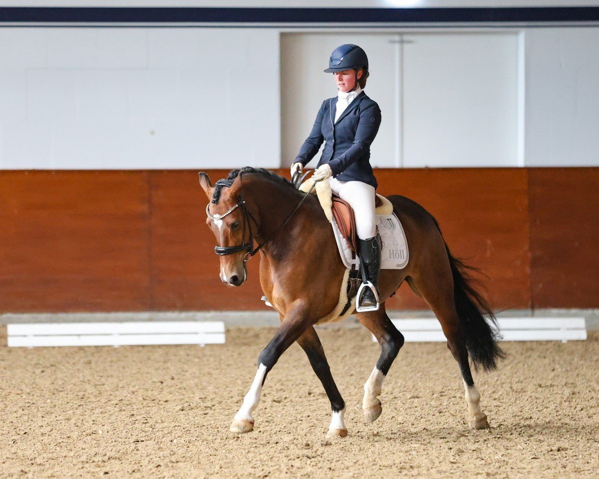 Dressurpferd Cash Booom Bang (Deutsches Reitpony, 2018, von Steendieks California Blue DL)