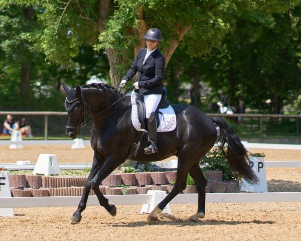 dressage horse Frispie (Hanoverian, 2015, from Fürstenhof)