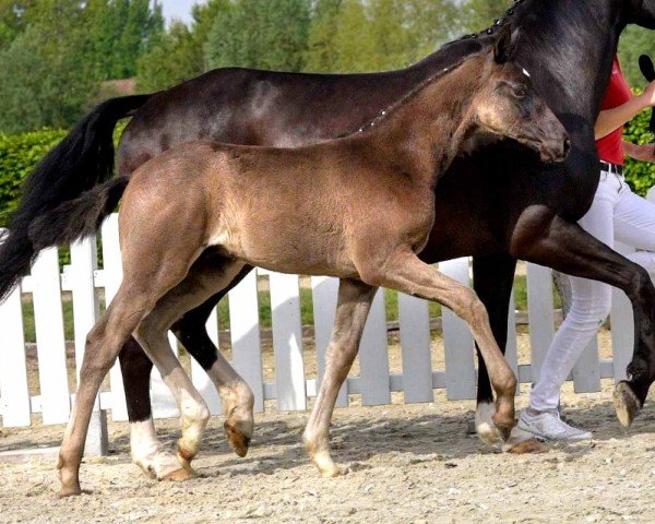 dressage horse Sezuan's Dream (Westphalian, 2020, from Sezuan's Donnerhall)