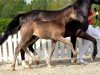 dressage horse Sezuan's Dream (Westphalian, 2020, from Sezuan's Donnerhall)