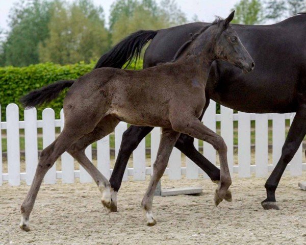 Dressurpferd La Belle (Westfale, 2020, von Le Formidable)