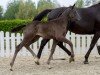 dressage horse La Belle (Westphalian, 2020, from Le Formidable)