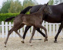 dressage horse La Belle (Westphalian, 2020, from Le Formidable)