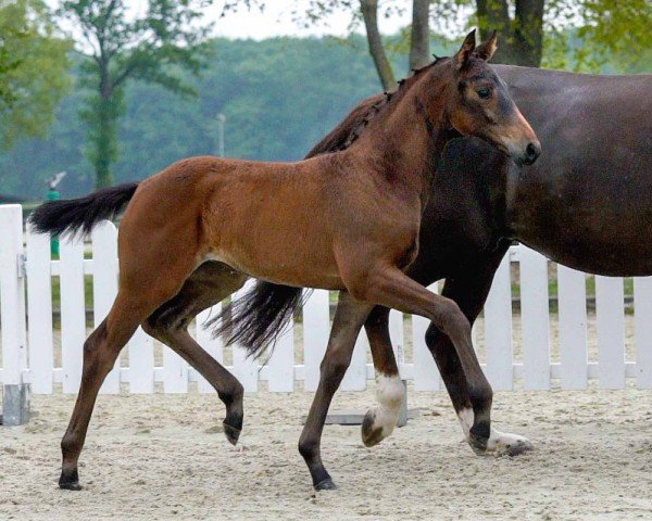 Dressurpferd Zukunftsstern (Westfale, 2020, von Blue Hors Zackerey)