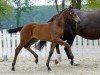 dressage horse Zukunftsstern (Westphalian, 2020, from Blue Hors Zackerey)